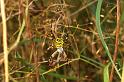 Argiope_bruennichi_P1488_Z_78_Les Gris_Frankrijk